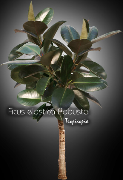 Ficus - Ficus elastica 'Robusta' - Rubber plant